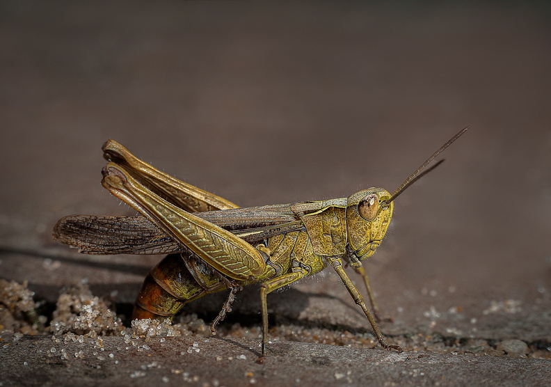 Grasshopper laying eggs, Ann Francis.jpg