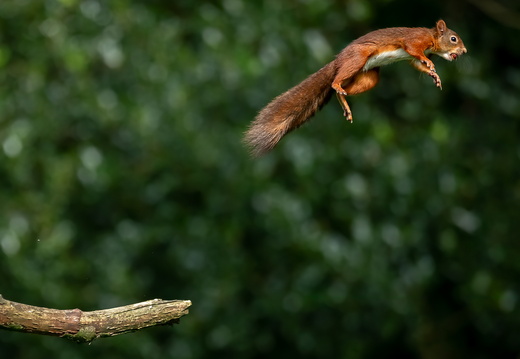 Learning to fly, David Harris