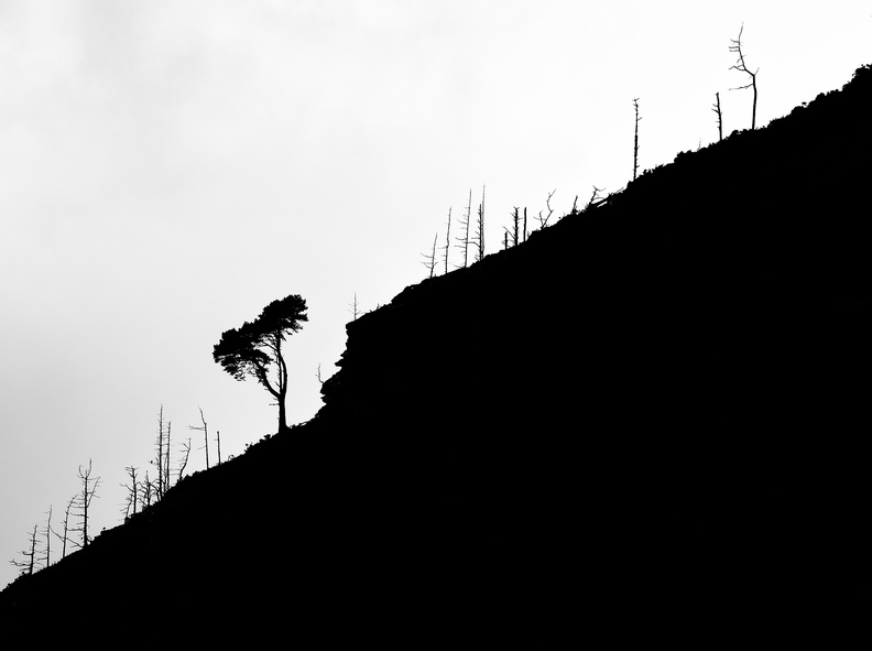 Lonesome Pine, Tom Power.jpg