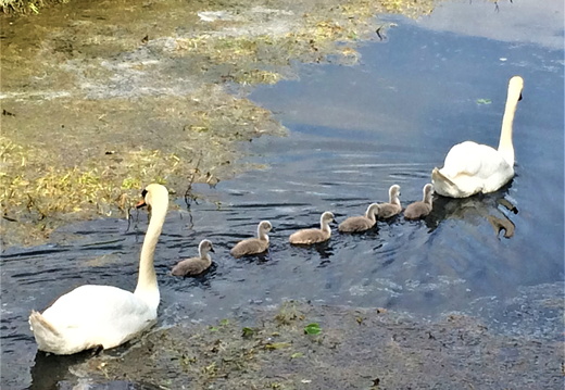 PaircUiCaoimh Swan Babies, Catherine O'Keeffe