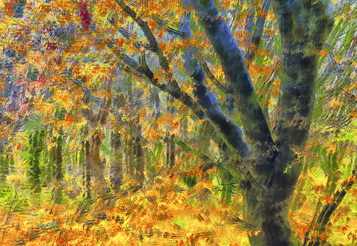 Autumn Woodland John Linehan - John Linehan