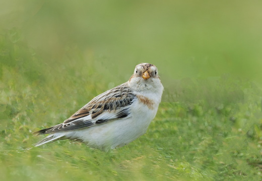 CCG06 Snow Bunting - Vincent Kelly