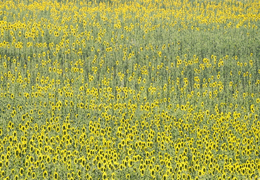Sunfloweres Provence Lucia Creedon - Lucia Creedon