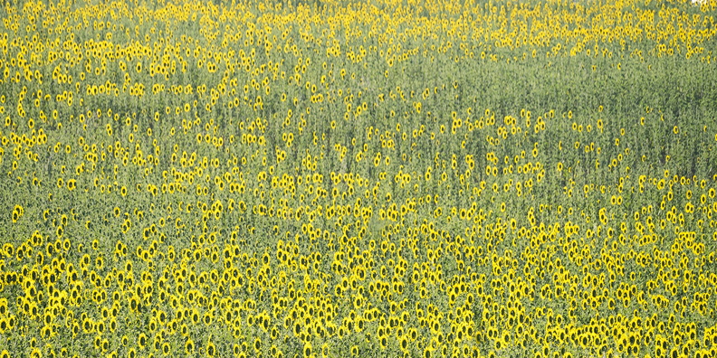 Sunfloweres Provence Lucia Creedon - Lucia Creedon.jpg