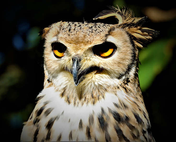 Doneraile Park Owl, Catherine O Keeffe