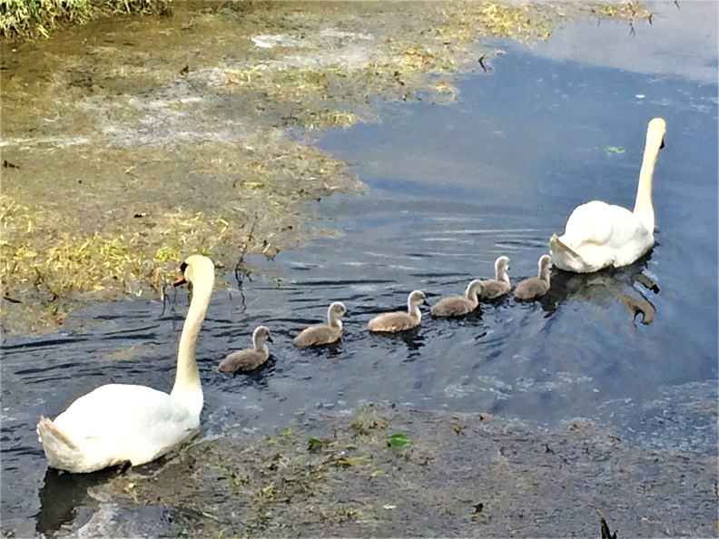 PaircUiCaoimh Swan Babies, Catherine O'Keeffe.jpg