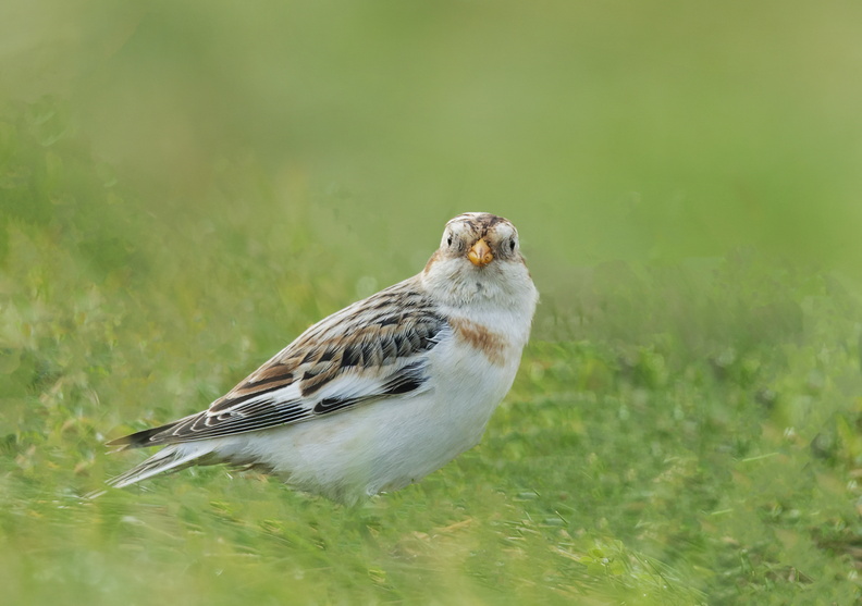 CCG06_Snow Bunting - Vincent Kelly.jpg