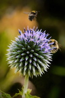 CCG04 Bee Friendly copy - Jonathan Fleury
